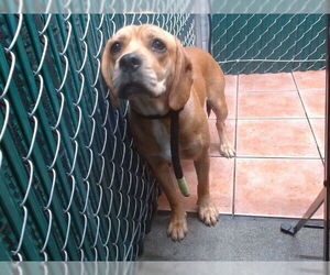 American Pit Bull Terrier-Cocker Spaniel Mix Dogs for adoption in Downey, CA, USA