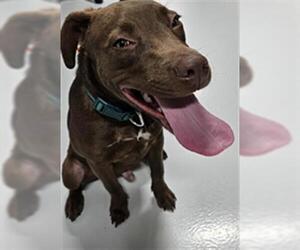 Labrador Retriever-Unknown Mix Dogs for adoption in Temple, TX, USA