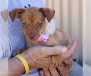 Chug Dogs for adoption in Bandera, TX, USA