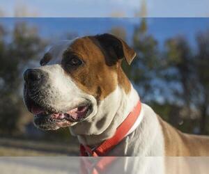 Bulloxer Dogs for adoption in Denver, CO, USA