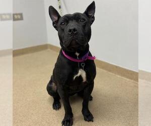 Bull Terrier-Unknown Mix Dogs for adoption in Aurora, CO, USA