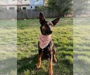 German Shepherd Dog-Unknown Mix Dogs for adoption in Omaha, NE, USA