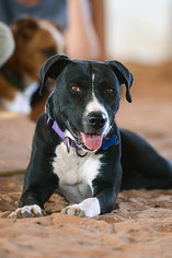 Medium Photo #1 American Pit Bull Terrier-Labrador Retriever Mix Puppy For Sale in Kanab, UT, USA
