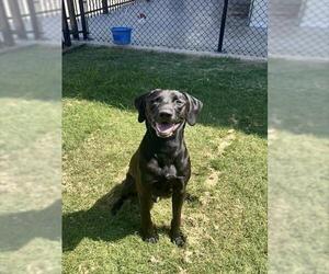 Labrador Retriever Dogs for adoption in Temple, TX, USA
