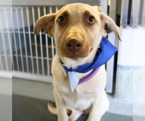 Labrador Retriever-Unknown Mix Dogs for adoption in San Antonio, TX, USA