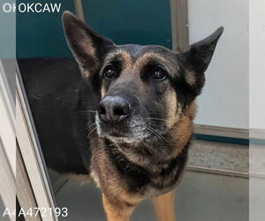 German Shepherd Dog Dogs for adoption in Oklahoma City, OK, USA