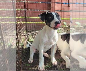 American Staffordshire Terrier-Unknown Mix Dogs for adoption in San Antonio, TX, USA