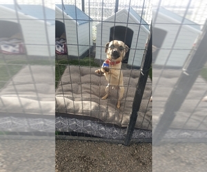 Chug Dogs for adoption in San Pablo, CA, USA