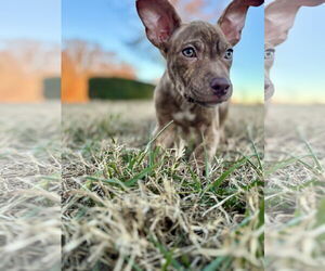 American Staffordshire Terrier-Unknown Mix Dogs for adoption in Holly Springs, NC, USA