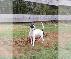 Rat Terrier-Unknown Mix Dogs for adoption in Hewitt, NJ, USA