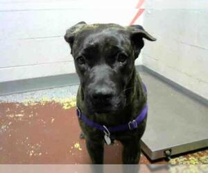 Plott Hound Dogs for adoption in Atlanta, GA, USA