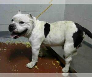 American Bulldog Dogs for adoption in Atlanta, GA, USA