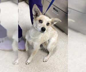Australian Cattle Dog-Unknown Mix Dogs for adoption in Riverside, CA, USA