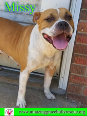 American Staffordshire Terrier-Unknown Mix Dogs for adoption in Pensacola, FL, USA