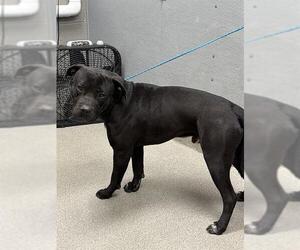 American Pit Bull Terrier-Unknown Mix Dogs for adoption in Las Vegas, NV, USA