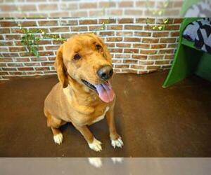 Golden Labrador Dogs for adoption in Decatur, IL, USA