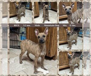 Mountain Cur-Unknown Mix Dogs for adoption in Mesa, AZ, USA