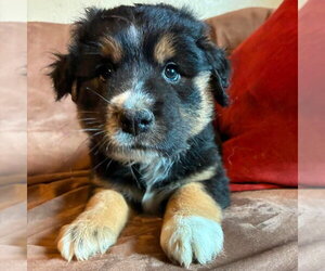 Labrador Retriever-Unknown Mix Dogs for adoption in Canton, CT, USA