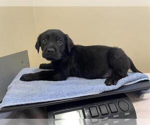 Labrador Retriever Dogs for adoption in Pasadena, CA, USA