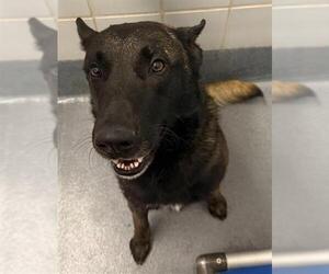 Mutt Dogs for adoption in San Antonio, TX, USA