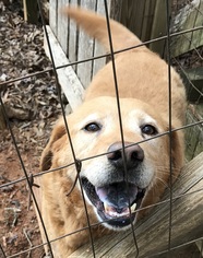 Golden Retriever Dogs for adoption in Rockaway, NJ, USA
