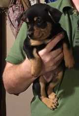 Medium Photo #7 Beagle-Chihuahua Mix Puppy For Sale in Bronx, NY, USA
