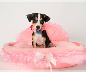 Chihuahua-Unknown Mix Dogs for adoption in Phoenix, AZ, USA