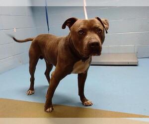 American Pit Bull Terrier-Unknown Mix Dogs for adoption in Moreno Valley, CA, USA