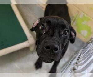 German Shorthaired Lab Dogs for adoption in Tulsa, OK, USA