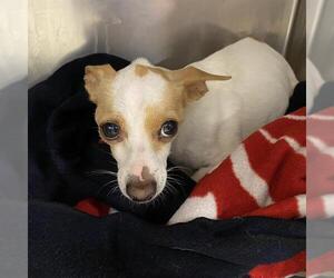 Chihuahua-Unknown Mix Dogs for adoption in Modesto, CA, USA