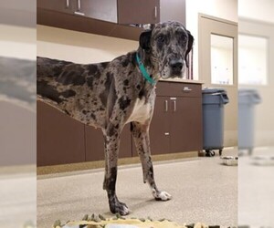 Great Dane Dogs for adoption in Rowayton, CT, USA
