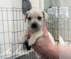 Maltese-Unknown Mix Dogs for adoption in Bellevue, WA, USA