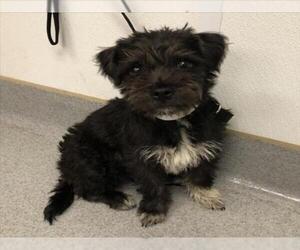 Poocan Dogs for adoption in Rancho Cucamonga, CA, USA