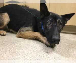 German Shepherd Dog Dogs for adoption in Riverside, CA, USA