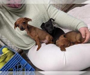 Chiweenie Dogs for adoption in Oak Bluffs, MA, USA