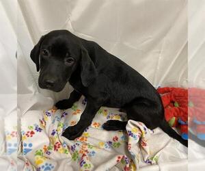 Labrador Retriever-Unknown Mix Dogs for adoption in Modesto, CA, USA