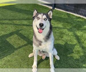 Siberian Husky Dogs for adoption in Orange, CA, USA