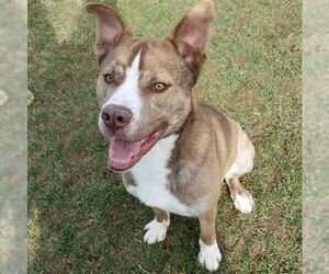 Huskies -Unknown Mix Dogs for adoption in Rootstown, OH, USA