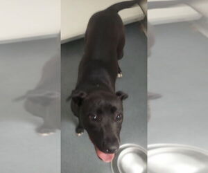 American Pit Bull Terrier-Labrador Retriever Mix Dogs for adoption in Glen Allen, VA, USA