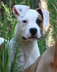 Bull-Boxer Dogs for adoption in Eureka Springs, AR, USA