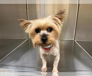 Mutt Dogs for adoption in Orange, CA, USA