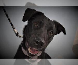 Labrador Retriever Dogs for adoption in Fort Collins, CO, USA
