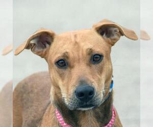 American Staffordshire Terrier-Vizsla Mix Dogs for adoption in Huntley, IL, USA