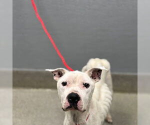 American Pit Bull Terrier-Unknown Mix Dogs for adoption in Las Vegas, NV, USA