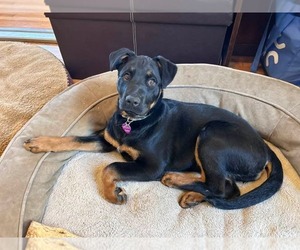 Rottweiler-Unknown Mix Dogs for adoption in Minneapolis, MN, USA
