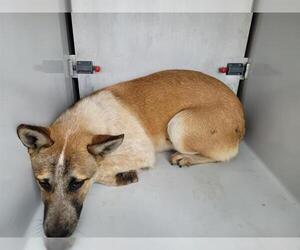 German Shepherd Dog Dogs for adoption in Houston, TX, USA