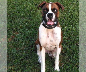 Boxer Dogs for adoption in  Katy, TX, USA