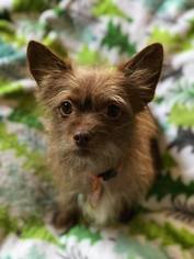 View Ad Cairn Terrier Mix Dog For Adoption Near New York Buffalo