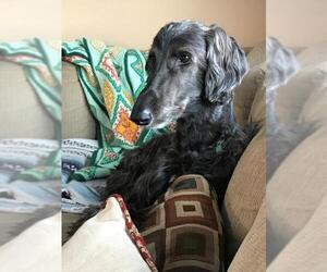 Afghan Hound Dogs for adoption in St. Louis Park, MN, USA