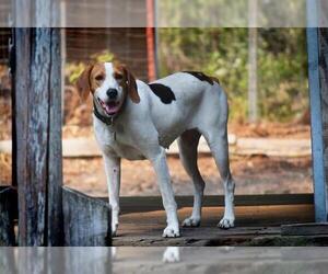 Treeing Walker Coonhound Dogs for adoption in Seattle, WA, USA